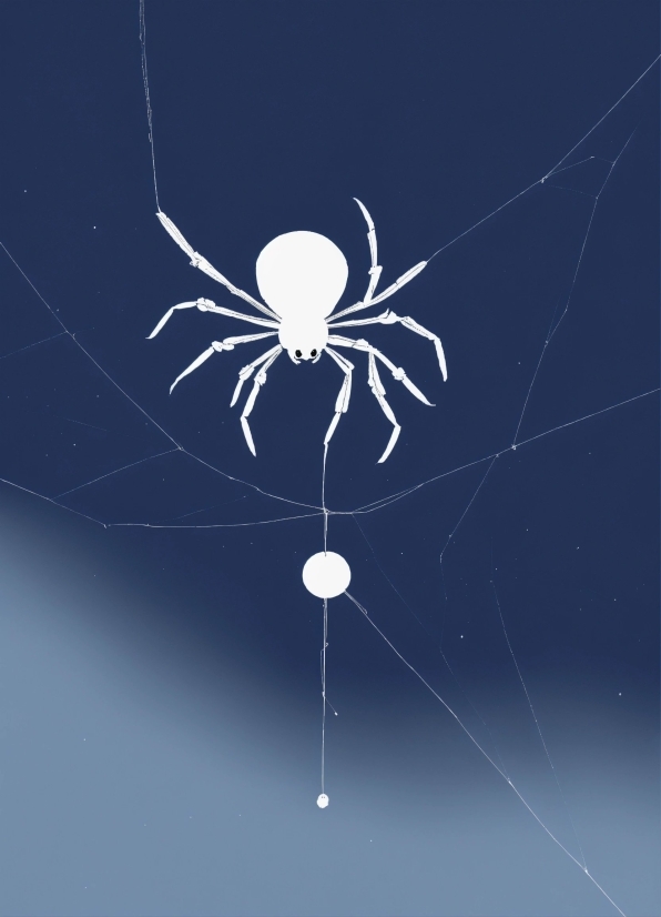 Arthropod, Sky, Insect, Spider, Art, Font