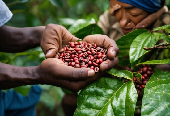 Plant, Hand, Food, Ingredient, Natural Foods, Gesture