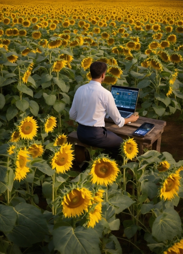 Flower, Plant, Ecoregion, Nature, Natural Environment, Laptop