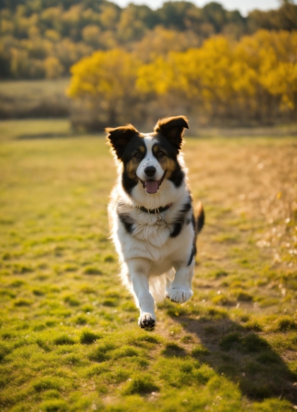 Border Collie, Shepherd Dog, Dog, Canine, Pet, Domestic Animal