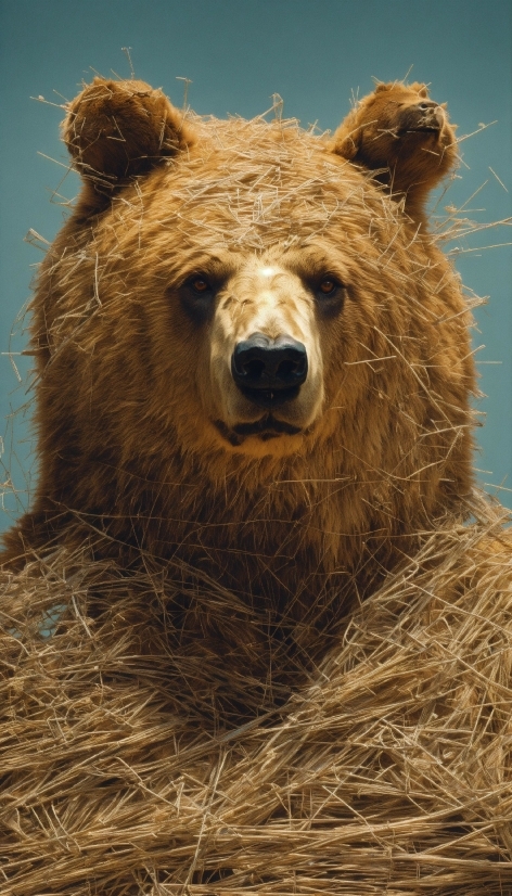 Brown Bear, Bear, Mammal, Hay, Brown, Farm