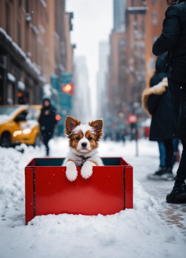 Dog, Corgi, Canine, Domestic Animal, Pet, Toy Spaniel