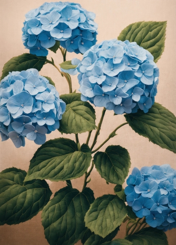 Hydrangea, Shrub, Woody Plant, Vascular Plant, Plant, Leaf