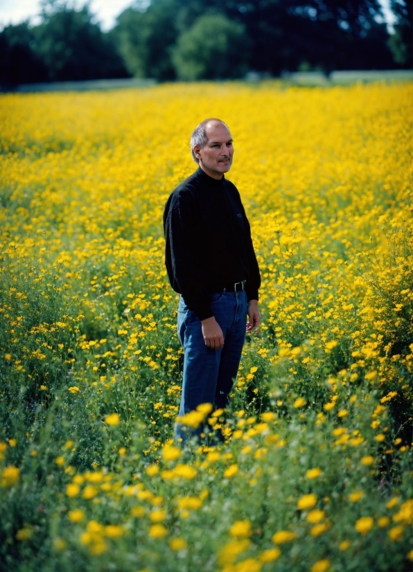 Rapeseed, Oilseed, Mustard, Seed, Field, Meadow