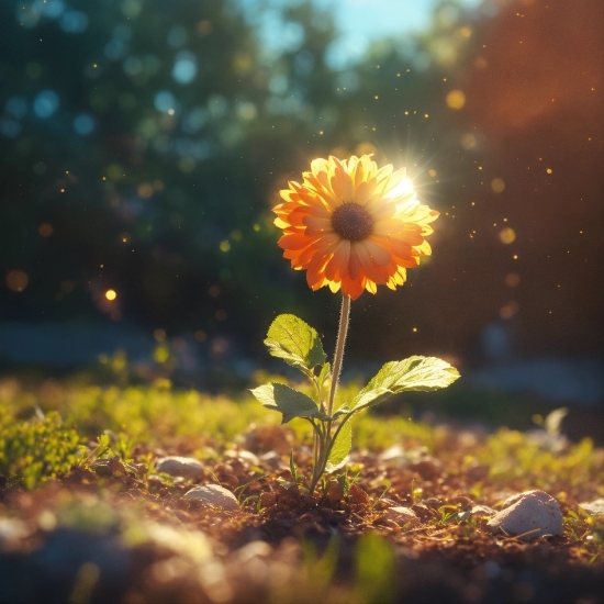 Sunflower, Flower, Field, Yellow, Plant, Agriculture