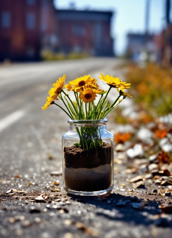 Sunflower, Flower, Plant, Herb, Yellow, Vascular Plant