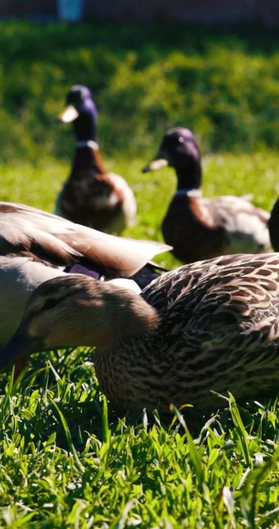 Vertical Stock Video, Stock Footage, Video Clip, Motion Graphics