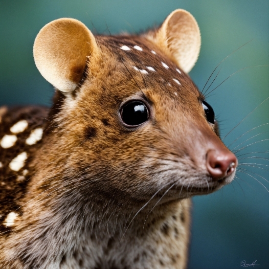 Eye, Rodent, Squirrel, Whiskers, Grey Squirrel, Meadow Jumping Mouse