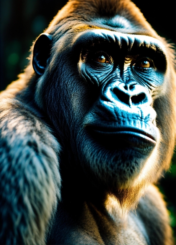 Primate, Light, Jaw, Temple, Organism, Terrestrial Animal