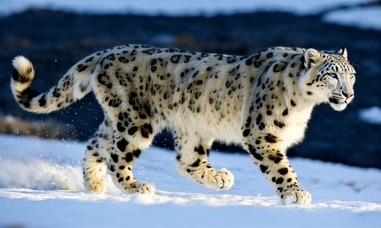 Snow, Felidae, Carnivore, Sky, Leopard, Terrestrial Animal