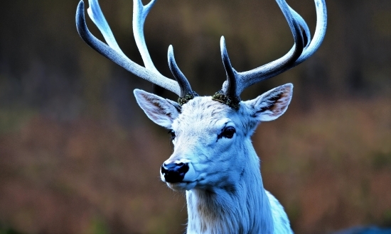 Light, Deer, Fawn, Horn, Terrestrial Animal, Snout