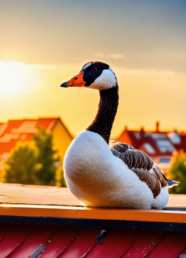 Bird, Sky, Plant, Beak, Neck, Waterfowl