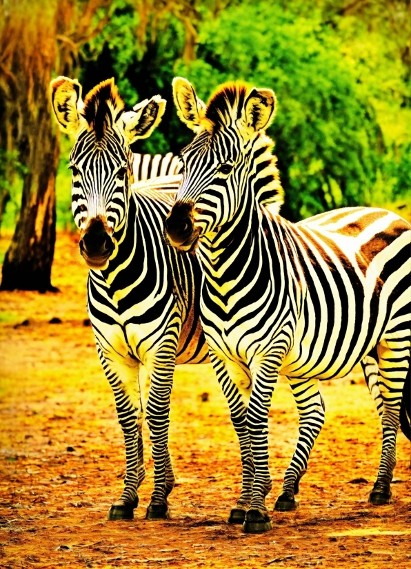 Zebra, Water, Vertebrate, Natural Environment, Organism, Natural Landscape