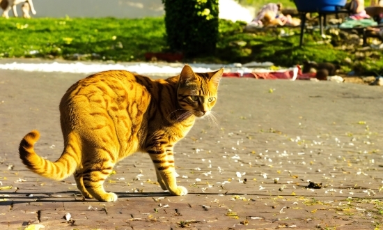 Cat, Plant, Felidae, Carnivore, Road Surface, Grass