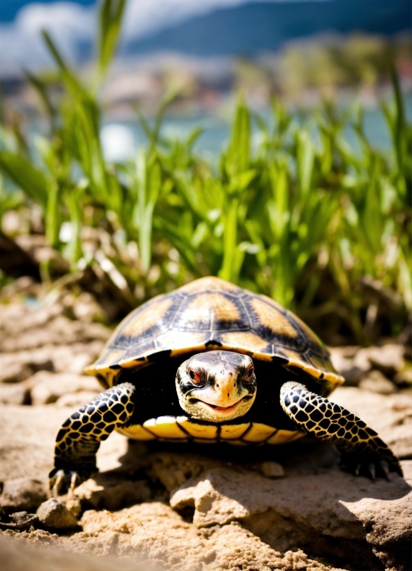 Ecoregion, Reptile, Nature, Natural Environment, Turtle, Organism