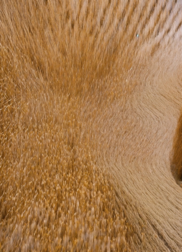 Plant, Fawn, Wood, Beige, Landscape, Soil