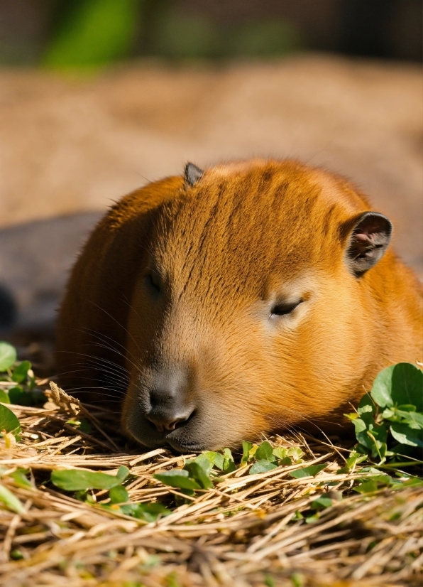 Plant, Rodent, Guinea Pig, Grass, Fawn, Grazing