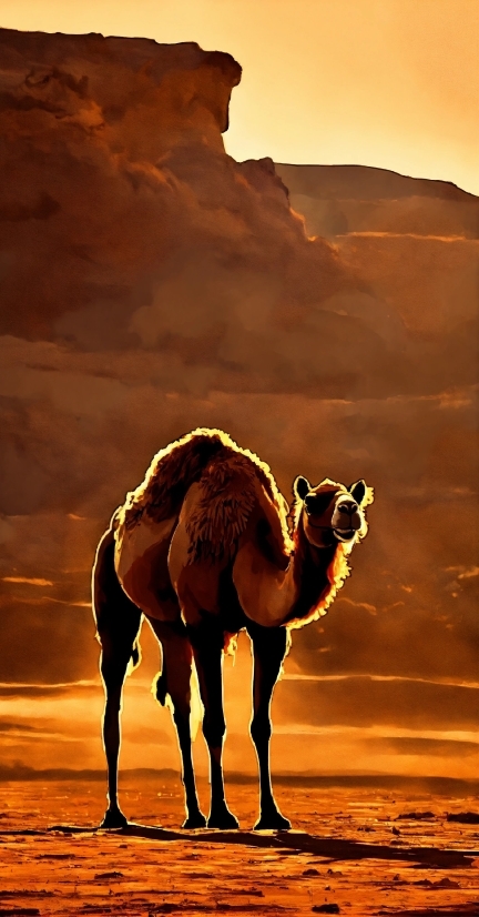 Sky, Camel, Ecoregion, Plant, Light, Nature