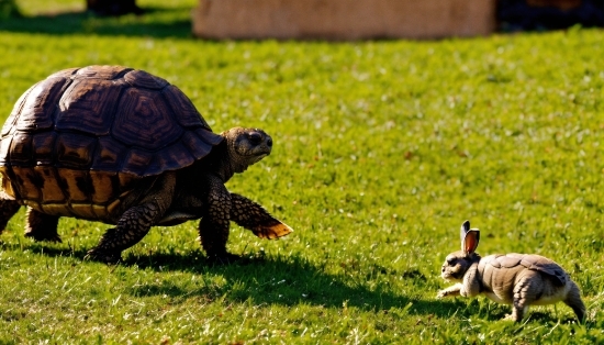 Green, Reptile, Grass, Terrestrial Animal, Grassland, Groundcover