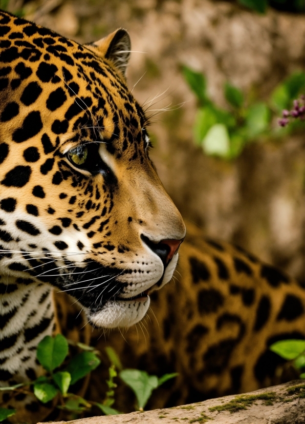 Photograph, Plant, Nature, Organism, Leopard, Mammal