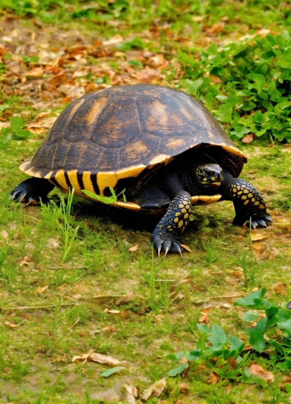 Vertebrate, Reptile, Terrestrial Animal, Grass, Terrestrial Plant, Tortoise