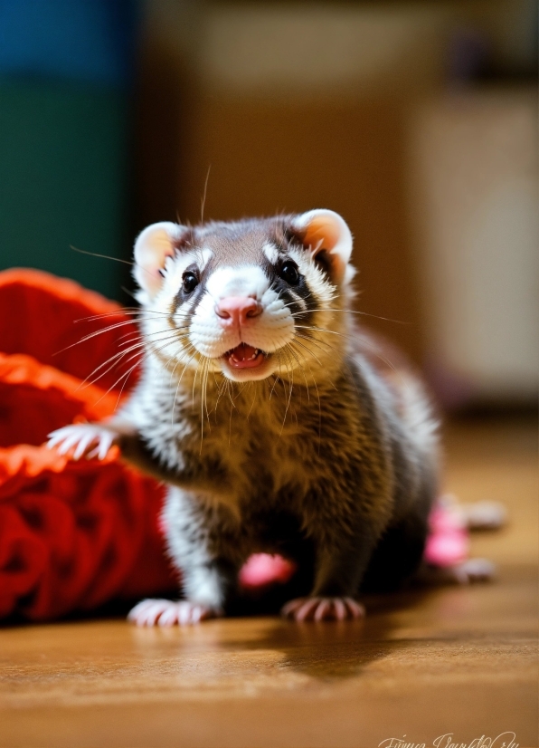 Ferret, Eye, Felidae, Carnivore, Rodent, Small To Mediumsized Cats