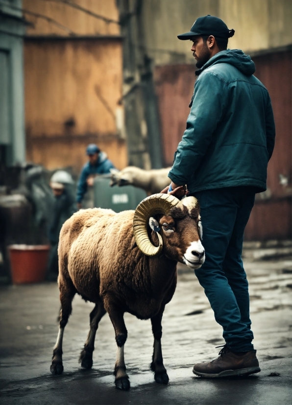 Hat, Infrastructure, Working Animal, Goat, Sheep, Cap