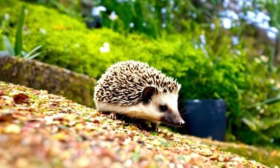 Hedgehog, Erinaceidae, Domesticated Hedgehog, Plant, Organism, Whiskers