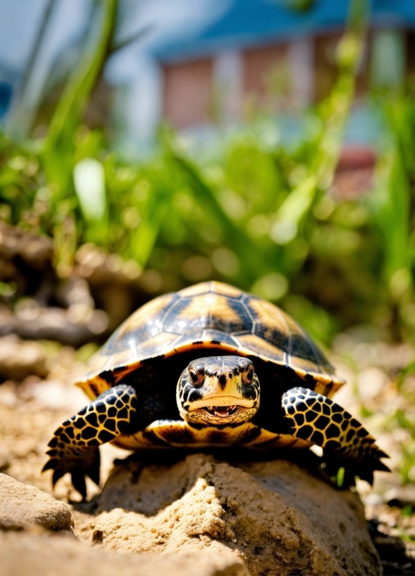 Reptile, Eastern Box Turtle, Nature, Turtle, Organism, Sunlight