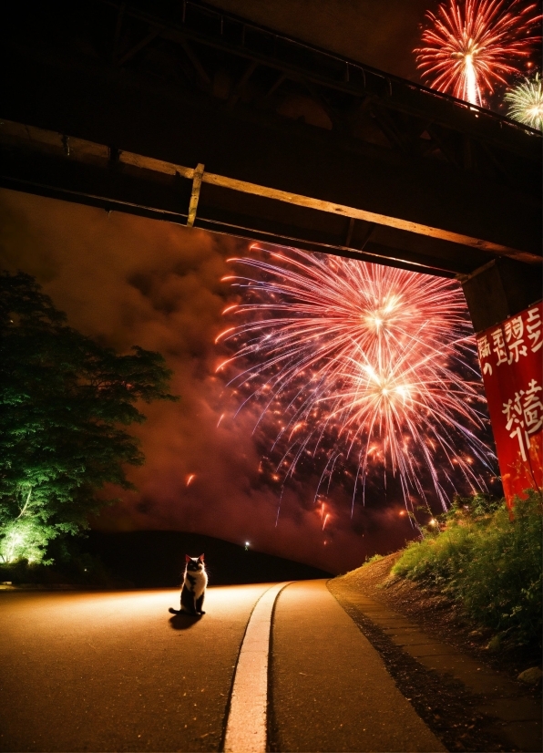 Fireworks, Light, Nature, Black, Plant, Sky