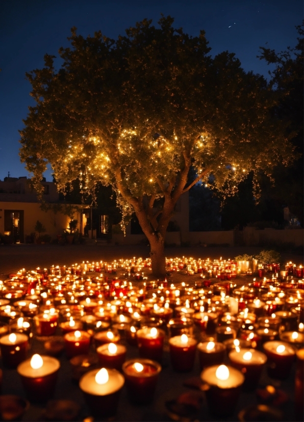 Sky, Plant, Candle, Nature, Leaf, Tree