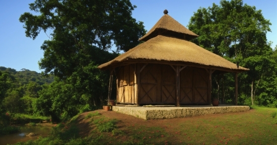 Plant, Sky, Tree, Shade, Land Lot, Thatching