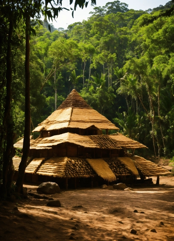 Plant Community, Ecoregion, Plant, Thatching, Wood, Tree