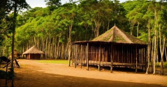 Thatching, Sky, Tree, Shade, Natural Landscape, Leisure