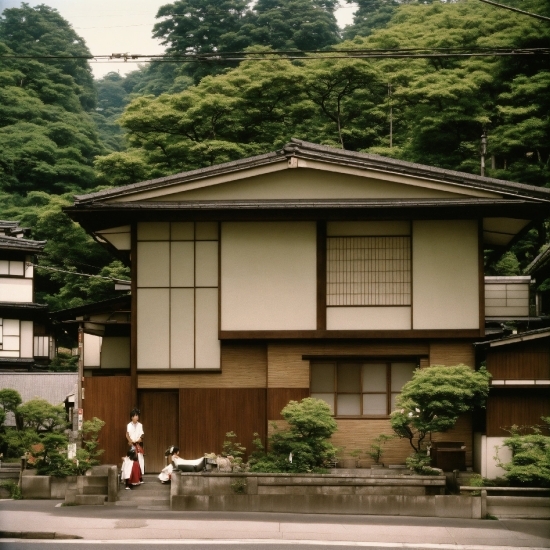 Plant, Property, Building, Window, Tree, Temple