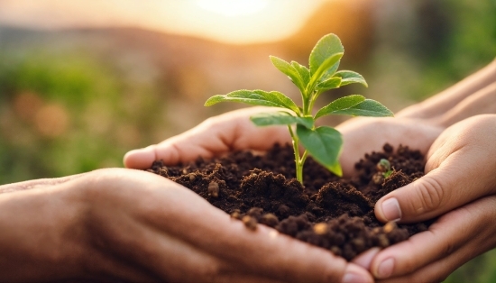 Hand, Plant, Terrestrial Plant, Houseplant, Grass, Flowering Plant