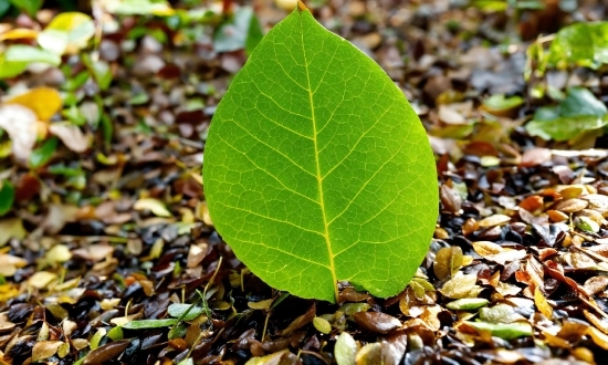 Plant, Terrestrial Plant, Tree, Flowering Plant, Groundcover, Soil