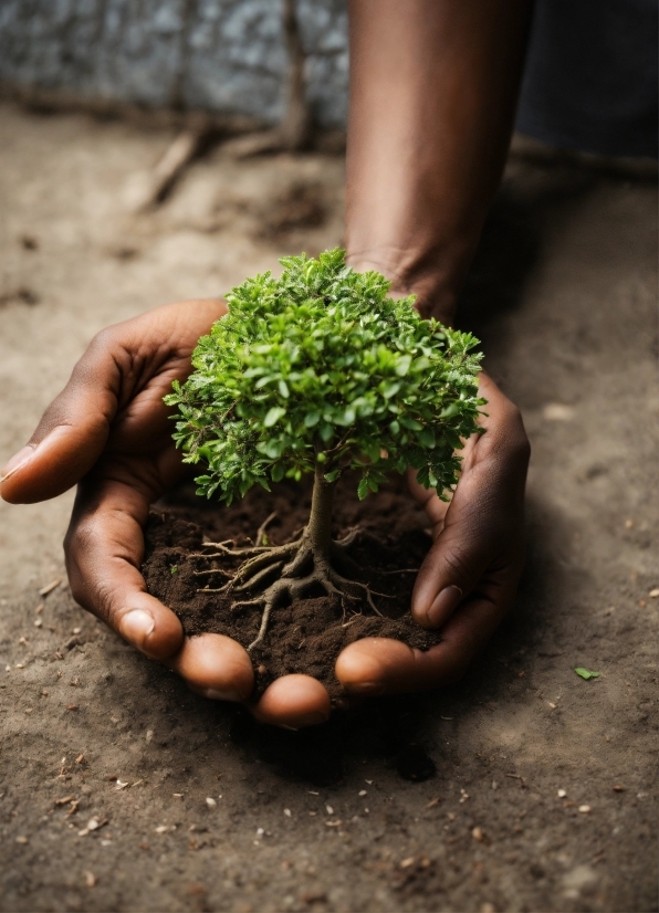 Plant, People In Nature, Terrestrial Plant, Houseplant, Grass, Wood