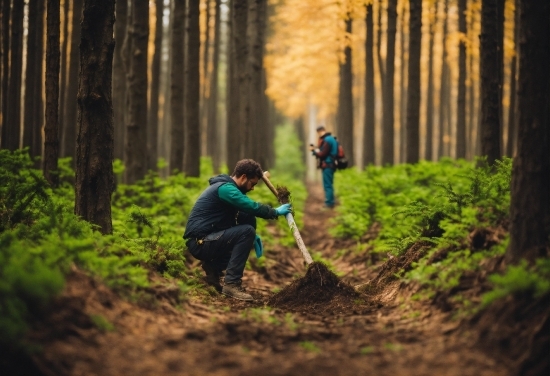 Plant, People In Nature, Leaf, Wood, Branch, Natural Landscape