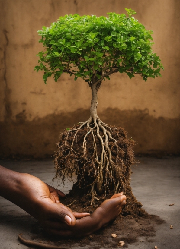 Plant, Wood, Branch, People In Nature, Twig, Trunk