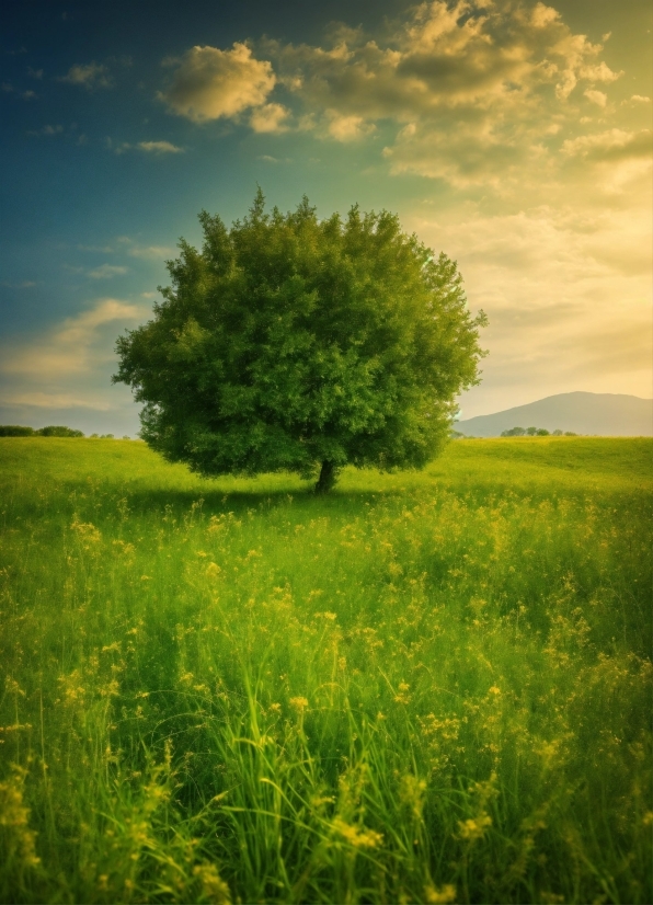 Sky, Cloud, Plant, Flower, Green, Natural Landscape