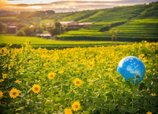 Flower, Plant, Ecoregion, Green, People In Nature, Natural Landscape