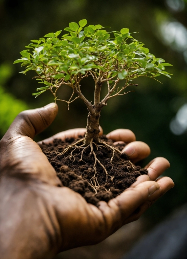 Plant, Houseplant, Branch, Wood, Twig, Tree