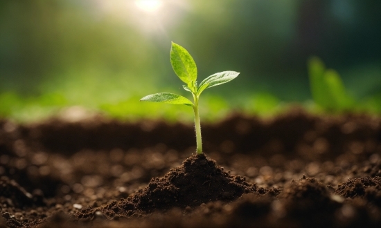 Plant, Terrestrial Plant, Twig, Wood, Grass, Natural Landscape