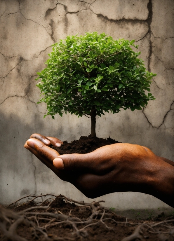 Hand, Plant, People In Nature, Leaf, Wood, Branch