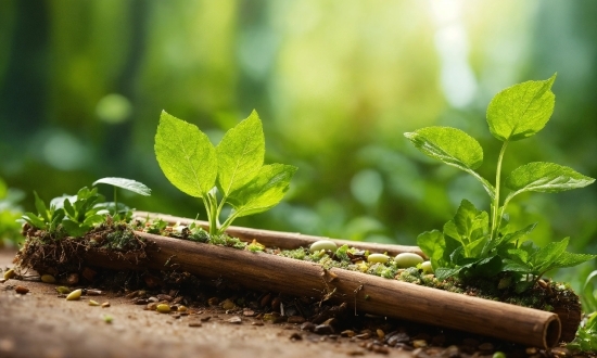 Plant, Leaf, Branch, Wood, Terrestrial Plant, Twig