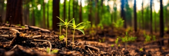 Plant, Terrestrial Plant, Wood, Natural Landscape, Trunk, Grass