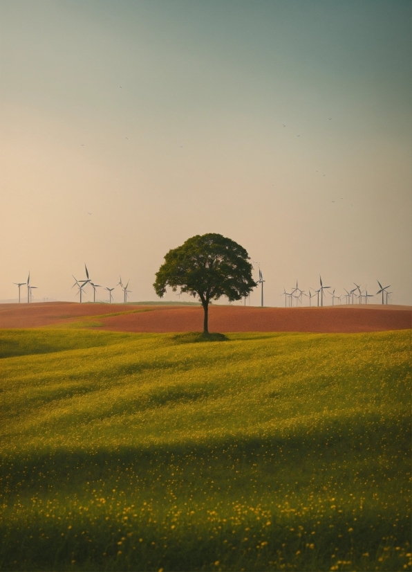 Sky, Plant, Flower, Natural Landscape, Tree, Land Lot