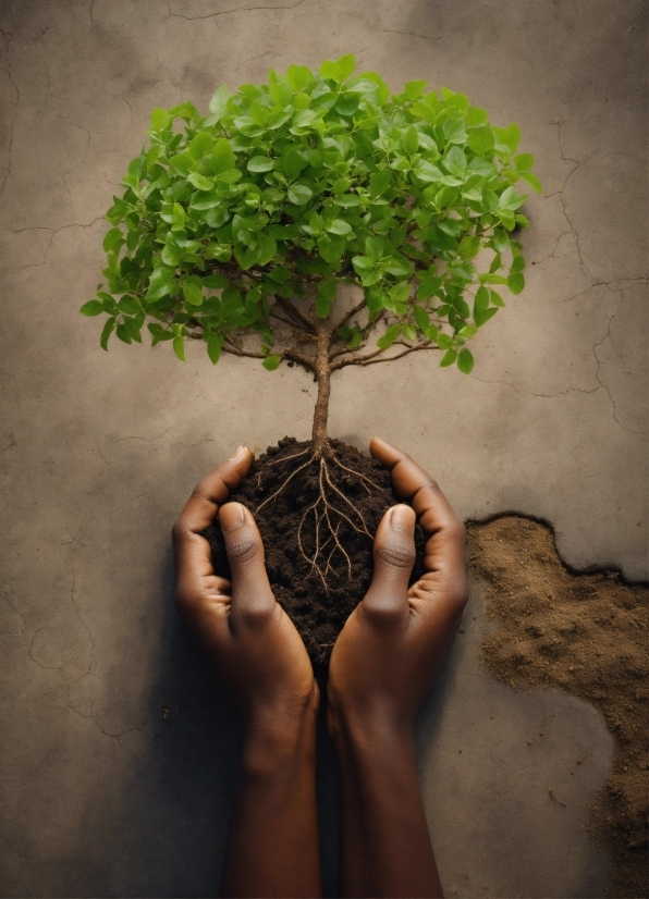 Plant, Flowerpot, People In Nature, Branch, Houseplant, Wood