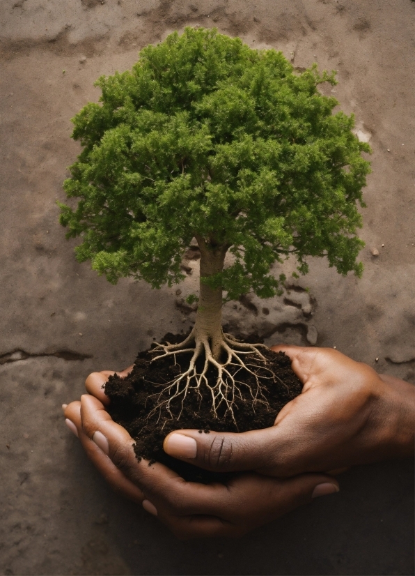 Flowerpot, Nature, Plant, Botany, Branch, Wood